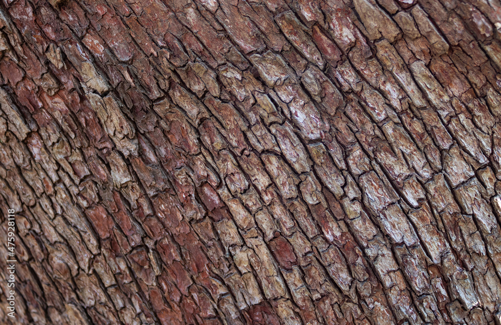 Fototapeta premium Tree bark texture. Old Wood Tree Texture Background Pattern.