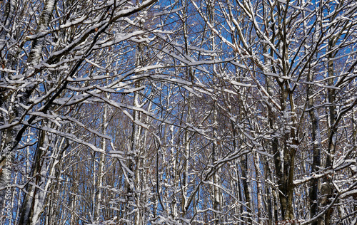 The snow covered branches of a beech forest photo