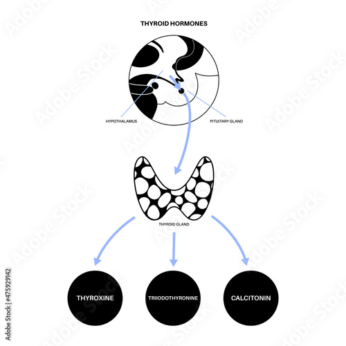 Thyroid hormones diagram