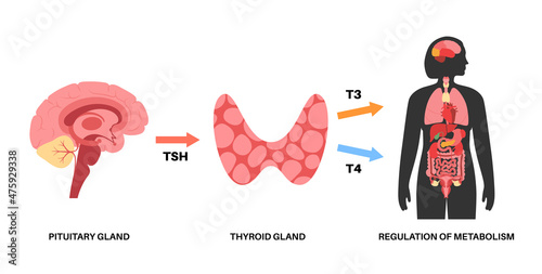 Thyroid hormones diagram