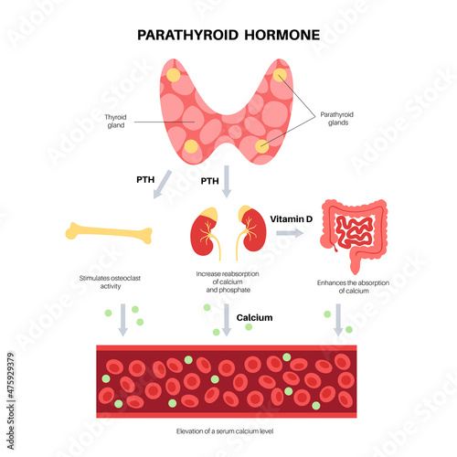 parathyroid gland anatomy