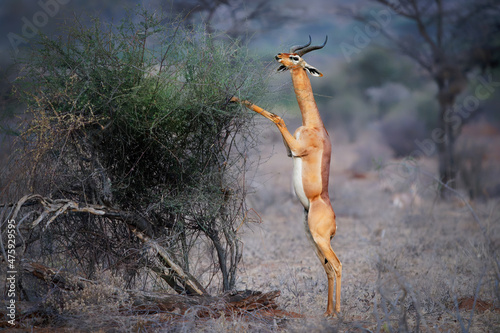 Gerenuk - Litocranius walleri also giraffe gazelle, long-necked antelope in Africa, long slender neck and limbs, standing on hind legs during feeding leaves. Evening colors