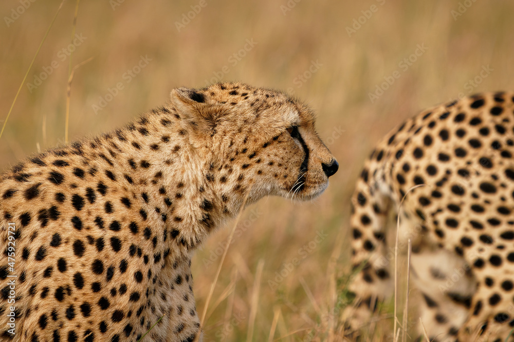 Cheetah - Acinonyx jubatus large cat native to Africa and central Iran, the fastest land animal, variety of habitats savannahs, arid mountain ranges and hilly desert terrain, two animals Cheetah - Acinonyx jubatus large cat native to Africa and central Iran, the fastest land animal, variety of habitats savannahs, arid mountain ranges and hilly desert terrain, two animals