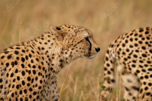 Cheetah - Acinonyx jubatus  large cat native to Africa and central Iran  the fastest land animal  variety of habitats savannahs  arid mountain ranges and hilly desert terrain  two animals
