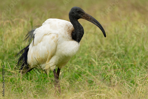 African sacred ibis - Threskiornis aethiopicus wading black and white bird of Threskiornithidae, native to Africa and the Middle East, role in the religion of the Ancient Egyptians to god Thoth