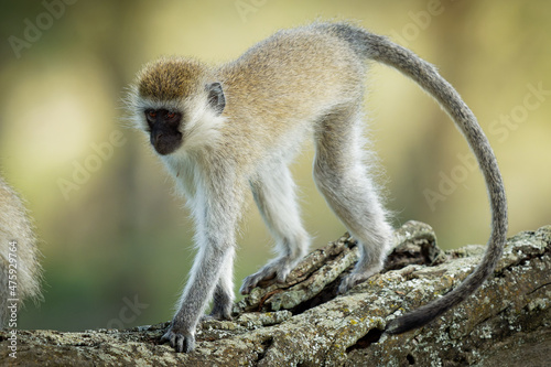 Vervet Monkey - Chlorocebus pygerythrus - monkey of Cercopithecidae native to Africa, similar to malbrouck (Chlorocebus cynosuros), walking on the trunk and watching the colourful forest photo