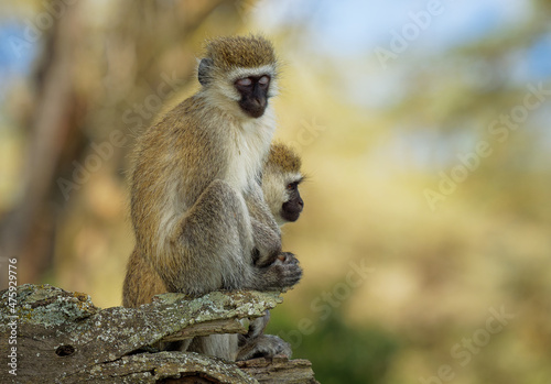 Vervet Monkey - Chlorocebus pygerythrus - two monkeys of Cercopithecidae native to Africa, similar to malbrouck (Chlorocebus cynosuros), sleeping monkey sitting on the trunk in the tropical forest photo