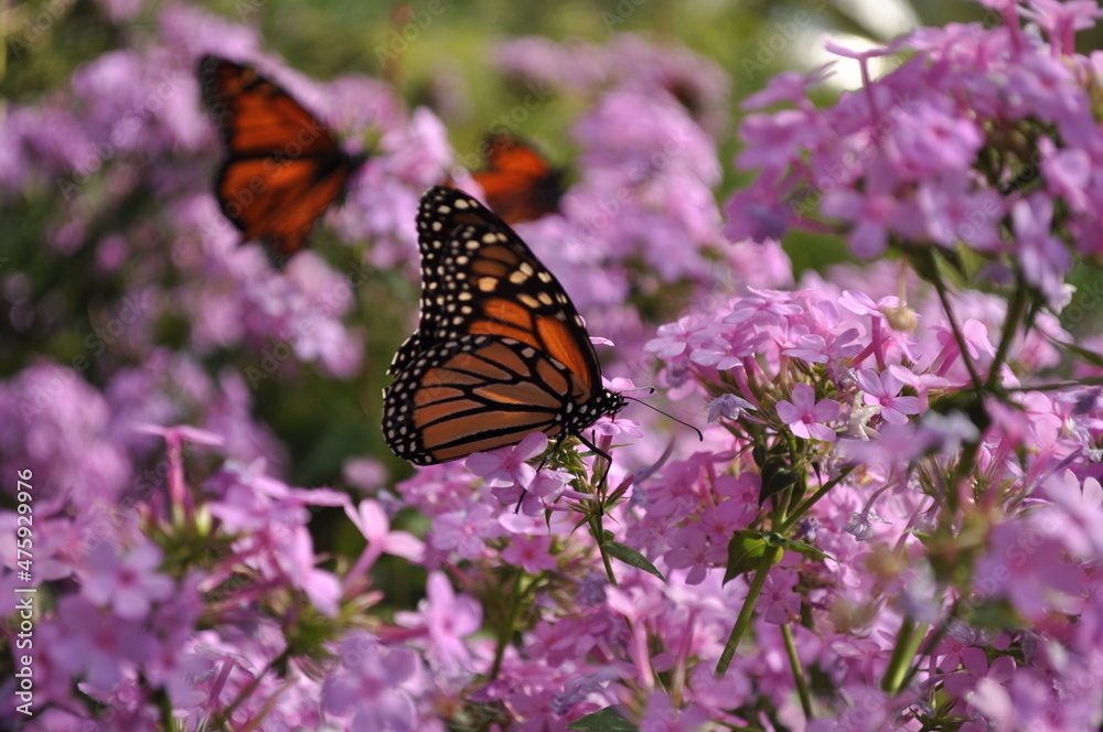 Fototapeta premium butterfly on flower