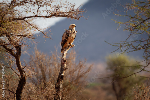 Tawny Eagle - Aquila rapax large bird of prey family Accipitridae, subfamily Aquilinae - booted eagles, Africa and Indian subcontinent,  sitting on the stake in Samburu National Reserve photo
