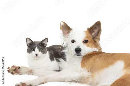 Fototapeta Naklejka Na Ścianę i Meble -  A purebred Border Collie dog and a gray and white cat laying together on a white background. In friendship concept.