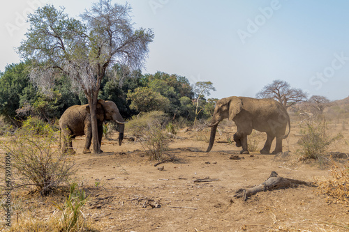 Canvas Print Couple of elephants in the field with semi-dry trees against a blue sky on a sun