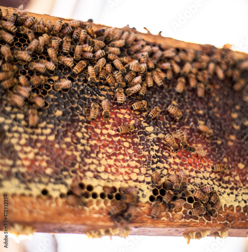 bees on honeycomb