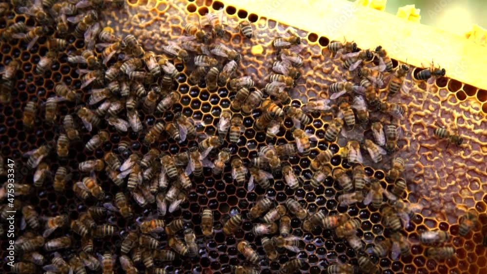 Realization of honey production by honey bees Realization of honey production by honey bees