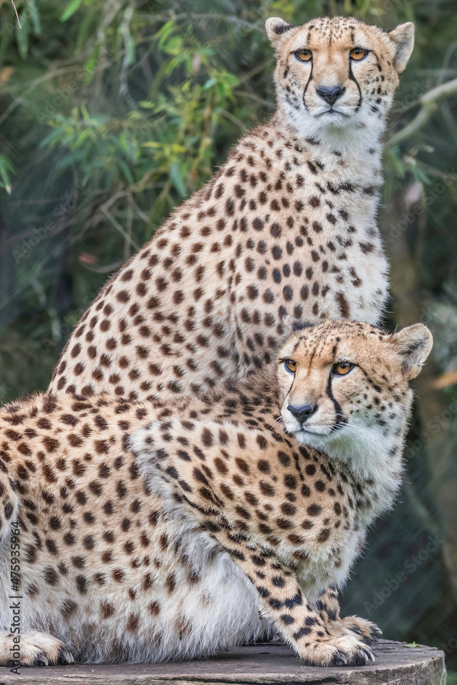 A pair of cheetahs A pair of cheetahs