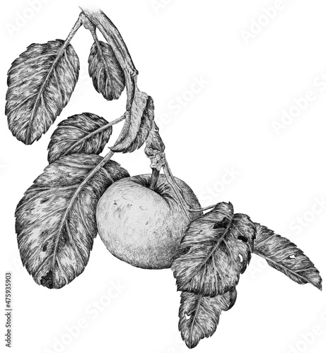 Foto Apple - clip art in vintage style isolated on white background