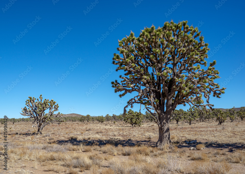 The World's Largest Eastern Joshua Tree (Yucca brevifolia var. jaegeriana) in Wee Thump Joshua Tree Wilderness Area south of Las Vegas, Clark County, Nevada