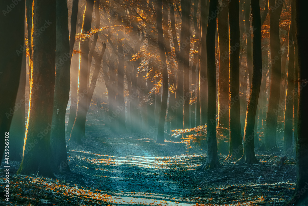Beautiful view of a dark mysterious forest with old trees  at sunset with unpaved forest road - obrazy, fototapety, plakaty 