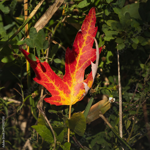 Red Leaf