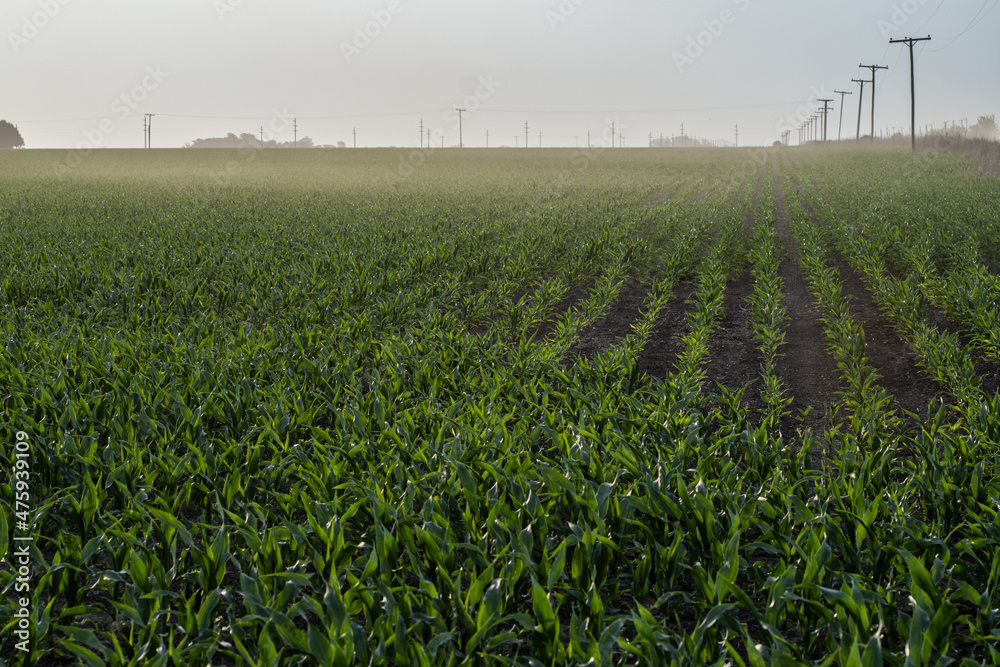 Naklejka premium Green young cornfield in Santa Fe, Argentina