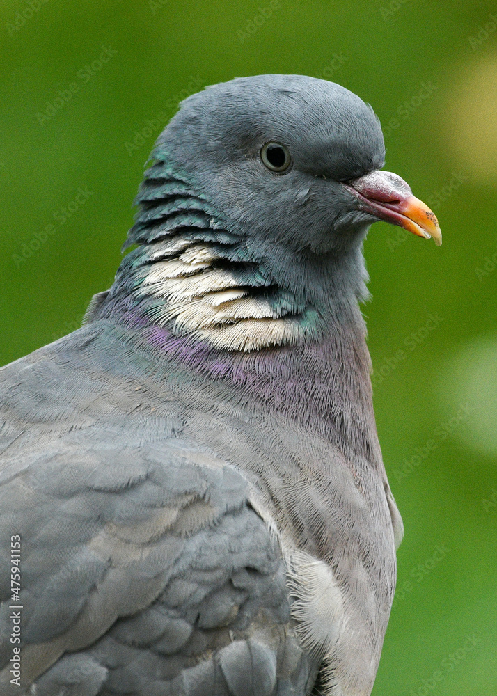 Obraz premium Wood Pigeon