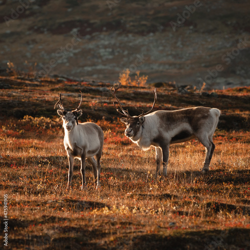 Pair of wild deer and elks grazing on a field in Stuggudalen in the Sylan mountains, Norway photo