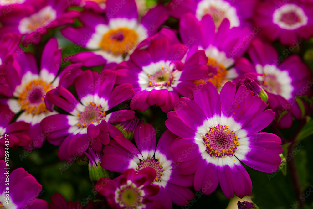 Fototapeta premium Closeup of richly blooming cineraria mauve flowers on background of green foliage