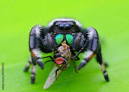Phidippus regius male with prey