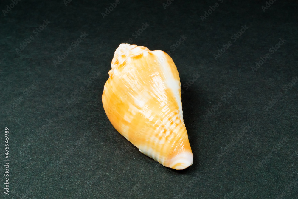 Florida fighting conch shell