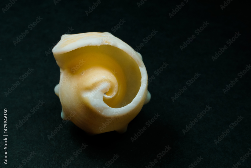 Inner spiral of Milk Conch shell Inner spiral of Milk Conch shell