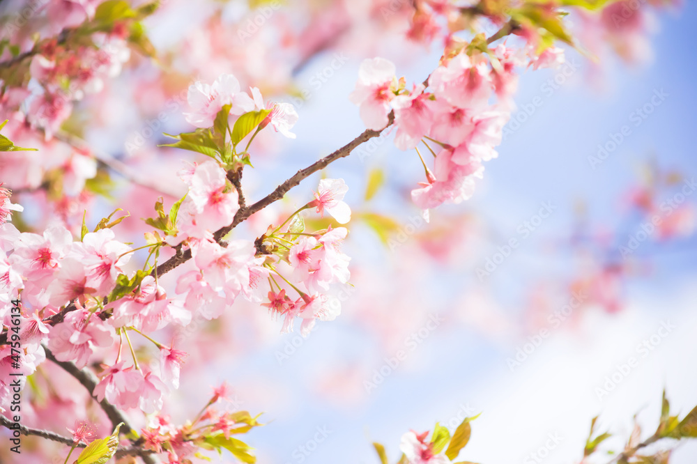 初春の光を浴びる河津桜	