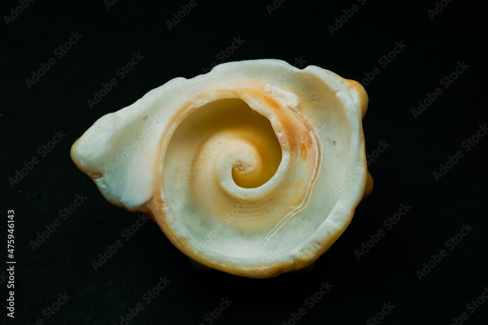 Apple murex seashell on black