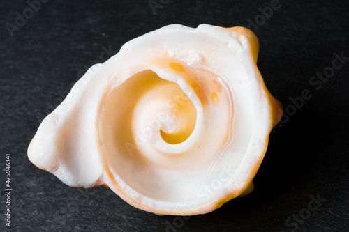 Inner spiral of apple murex shell photo