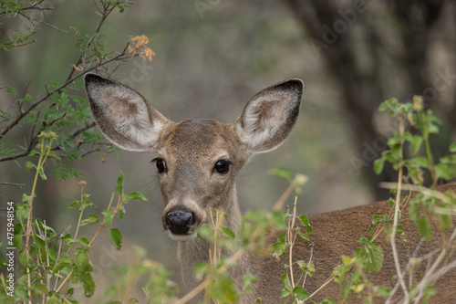 Closeup of beautiful white tail deer in the field