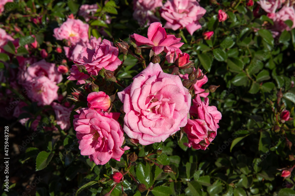 Floral. Closeup view of Rosa Palmengarten Frankfurt flowers of pink petals, blooming in spring in the garden. Floral. Closeup view of Rosa Palmengarten Frankfurt flowers of pink petals, blooming in spring in the garden.
