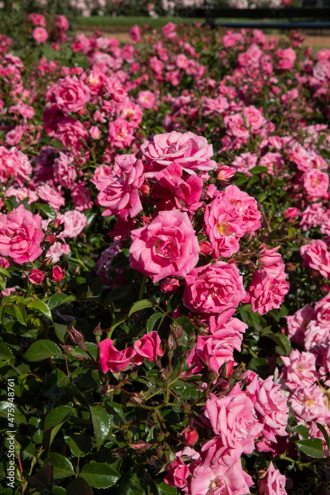 Pink roses blooming in the park. View of Rosa Palmengarten Frankfurt flowers blossoming in the garden. Beautiful natural texture and pattern. 