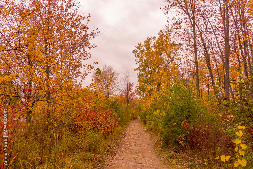 Obraz premium Colorful beautiful Autumn landscaping Ottawa Ontario Canada