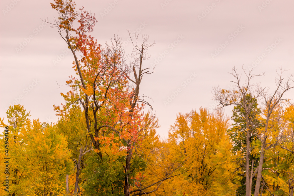 Colorful beautiful Autumn landscaping Ottawa Ontario Canada