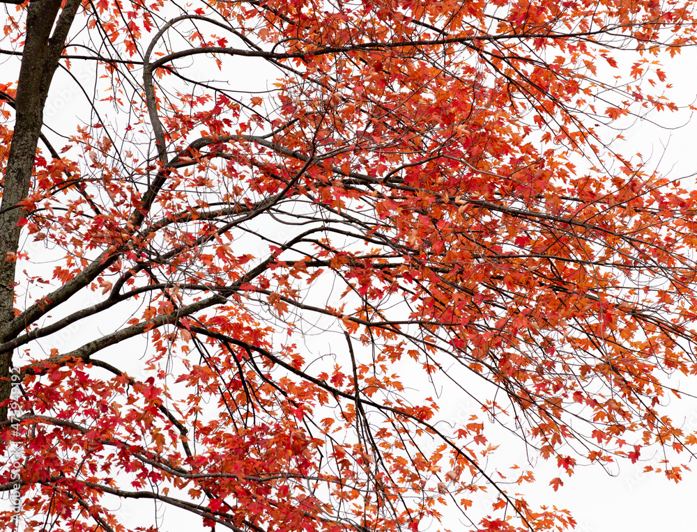 Colorful beautiful Autumn landscaping Ottawa Ontario Canada Colorful beautiful Autumn landscaping Ottawa Ontario Canada