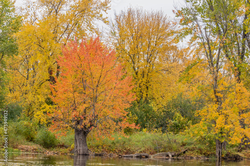 Colorful beautiful Autumn landscaping Ottawa Ontario Canada © Catherine