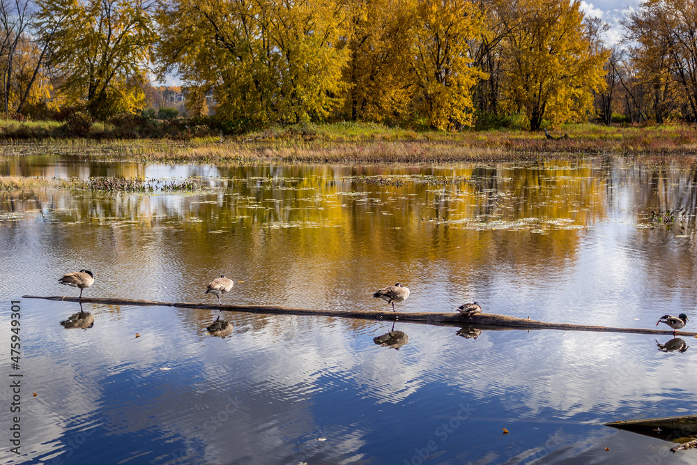 Colourful beautiful Autumn landscaping on the lake Colourful beautiful Autumn landscaping on the lake