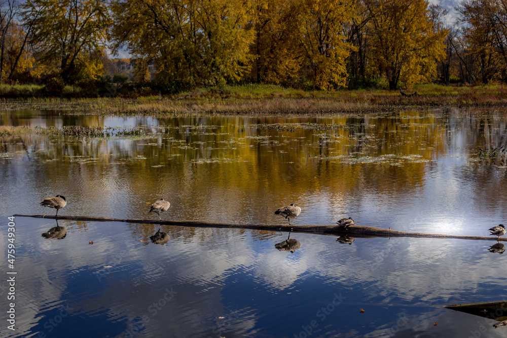 Colourful beautiful Autumn landscaping on the lake