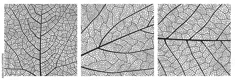 Leaf texture pattern with veins and cells. Close up leaf pattern background of vector plant or tree foliage monochrome mosaic structure, vascular tissue macro ornament of birch or maple tree leaf