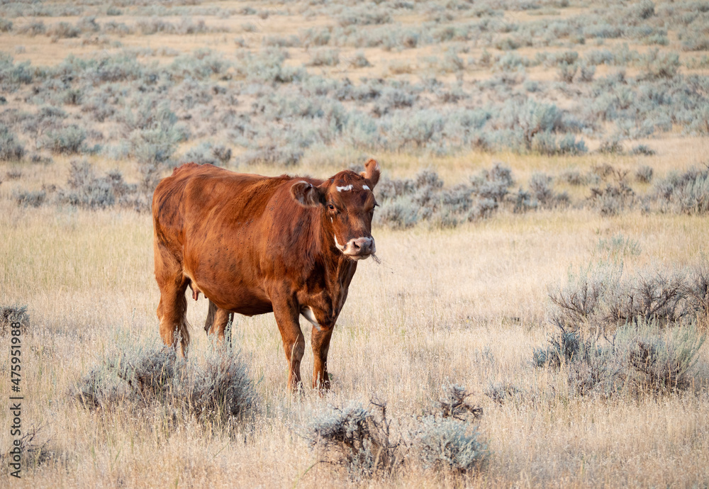 Brown Cow with White Spots Standing in Field with Sagebrush
