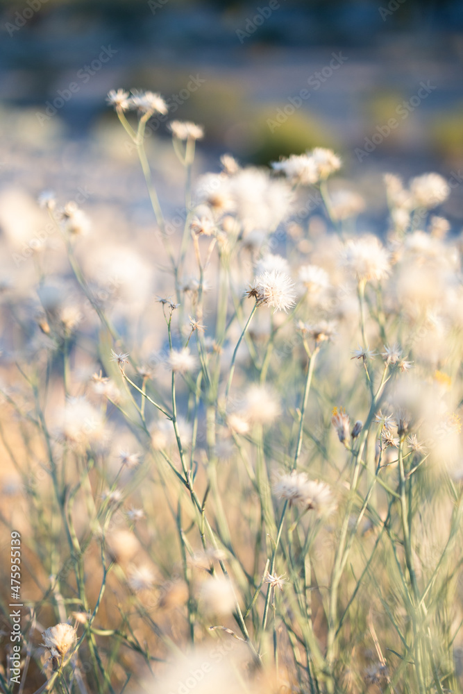 Fototapeta premium Flowers
