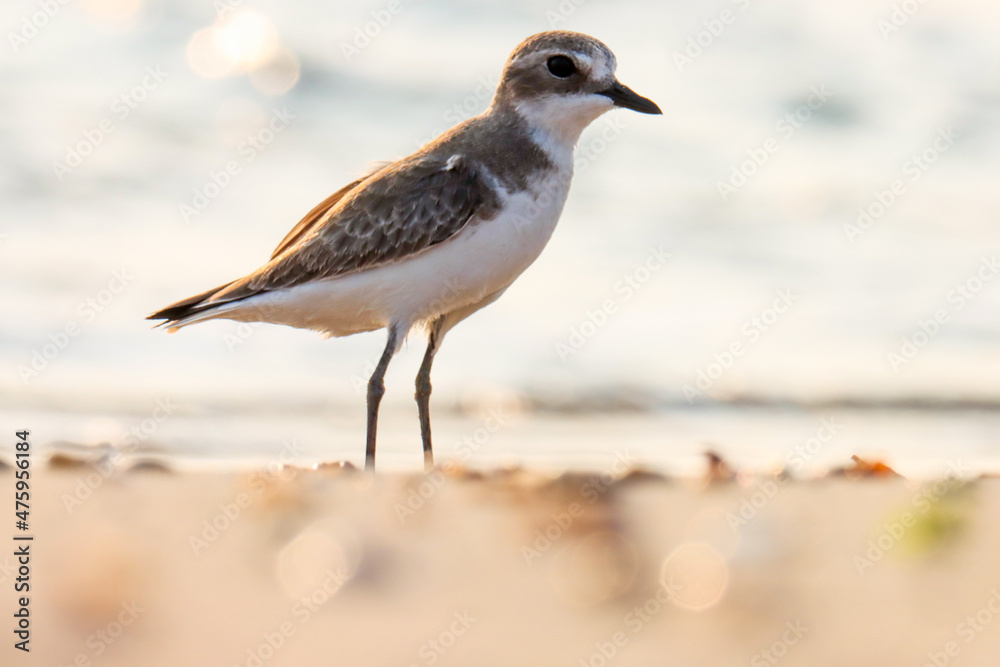 a bird on the beach. Portrait of lesser sand plover. The lesser sand plover is a small wader in the plover family of birds. Charadrius mongolus. a bird on the beach. Portrait of lesser sand plover. The lesser sand plover is a small wader in the plover family of birds. Charadrius mongolus.