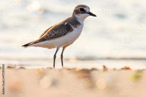 a bird on the beach. Portrait of lesser sand plover. The lesser sand plover is a small wader in the plover family of birds. Charadrius mongolus.