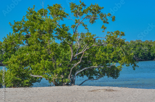 Fototapeta Naklejka Na Ścianę i Meble -  Mangroves in the Florida Keys on Sombrero Beach, Marathon, Florida