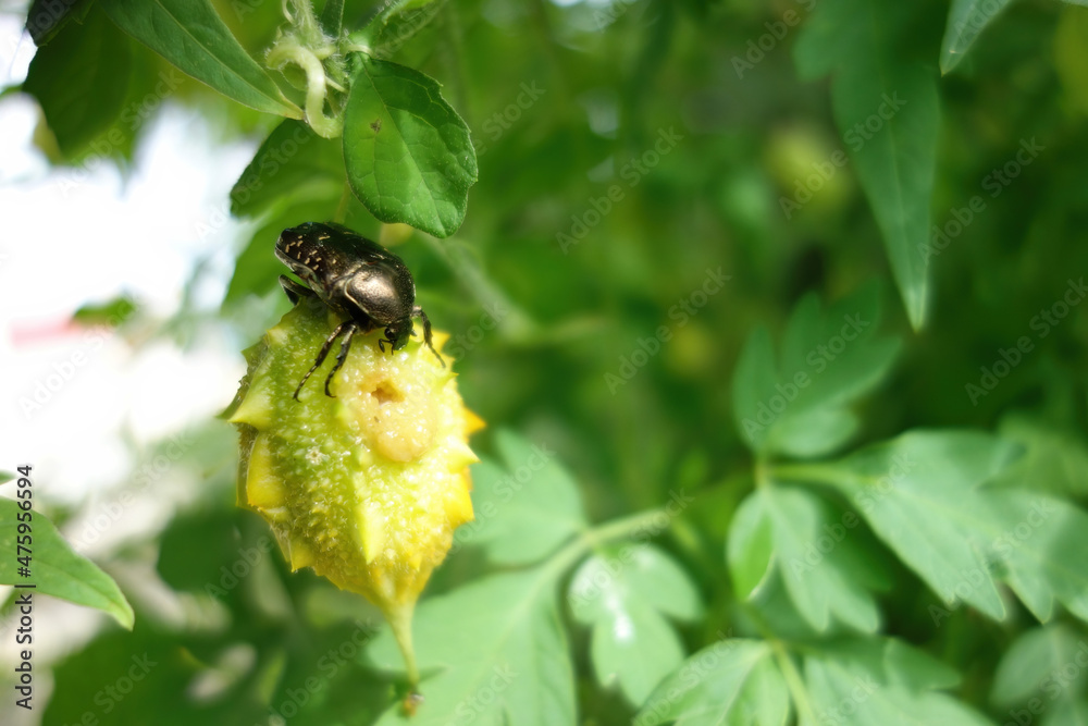 Close up shot of a bettle eating bitter melon