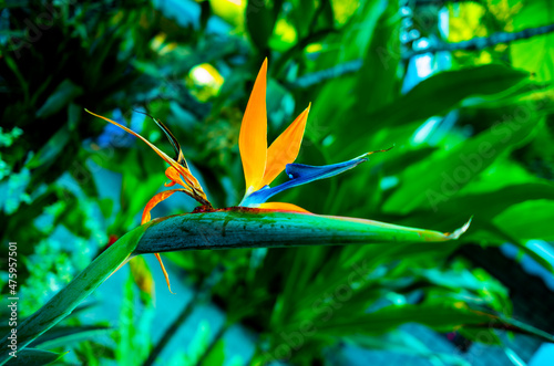 Bird of paradise in Kadoorie Farm and Botanic Garden photo