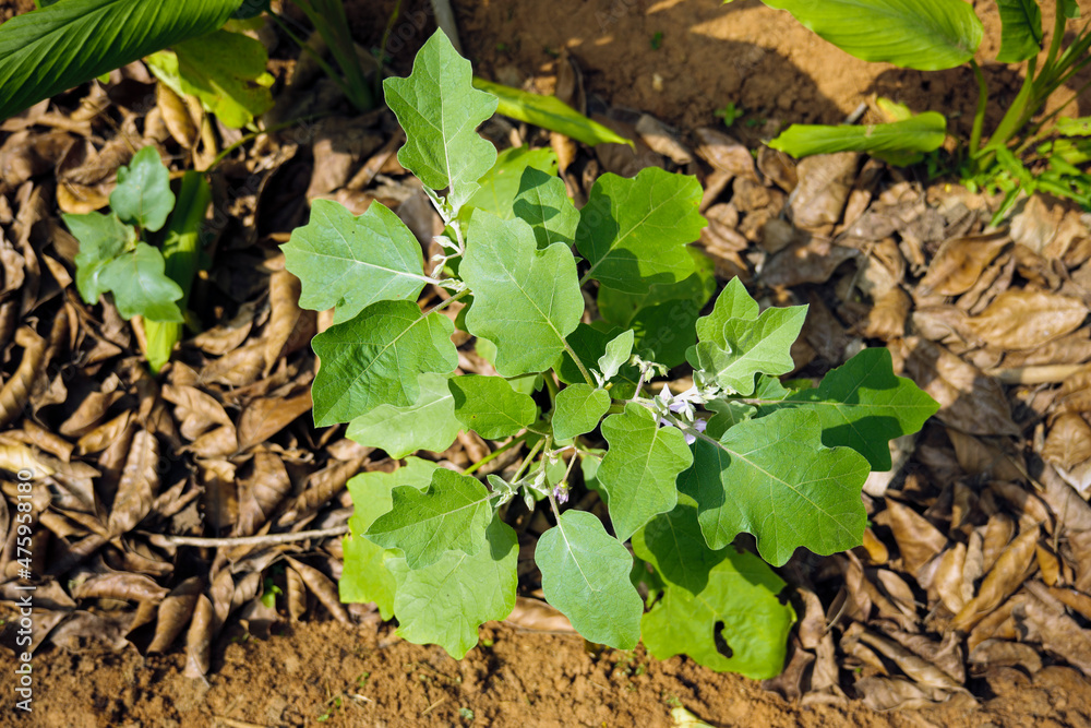 Organic mulches for Brinjal cultivation Eggplant Organic mulches for Brinjal cultivation Eggplant